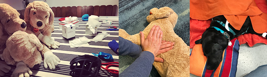 Nachbars Lumpi - Erste Hunde-Hilfe